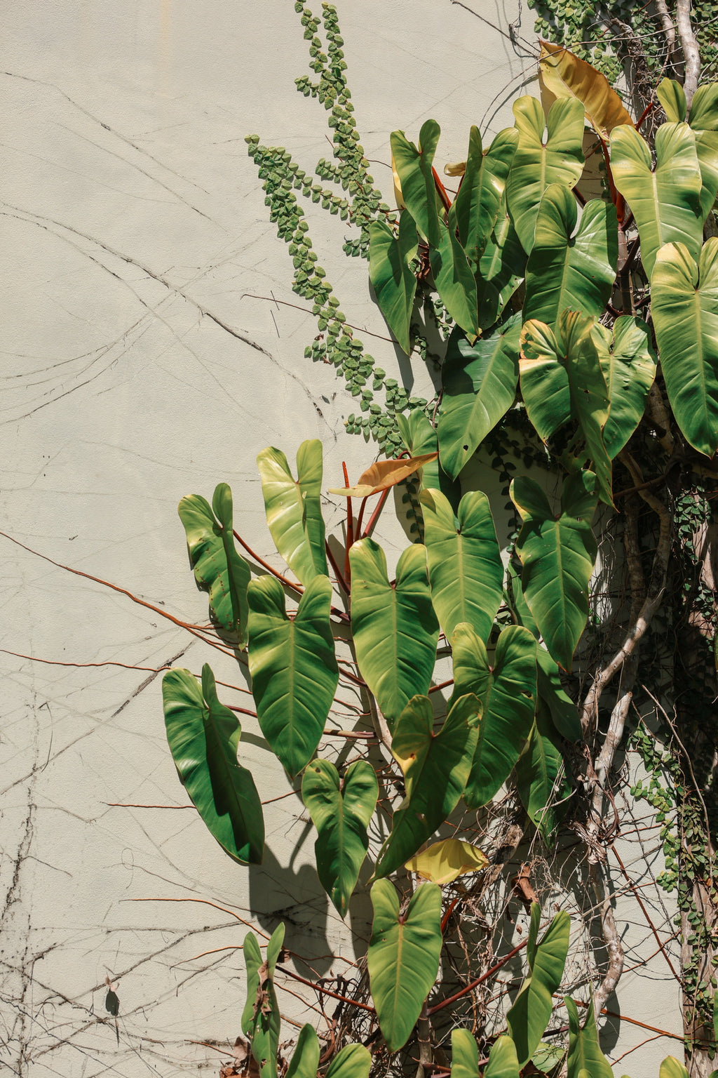 Premium Bungalow with A/C (April 22-28, 2026)